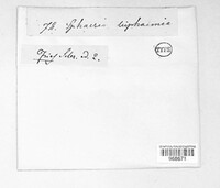 Dendrostoma leiphaemia image